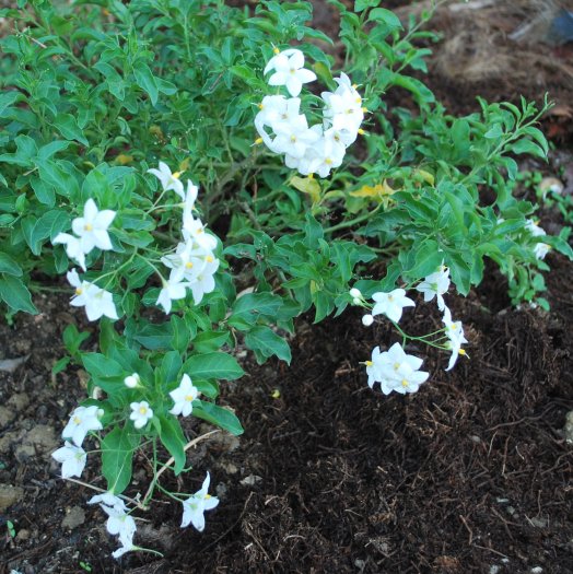 Solanum jasminoides